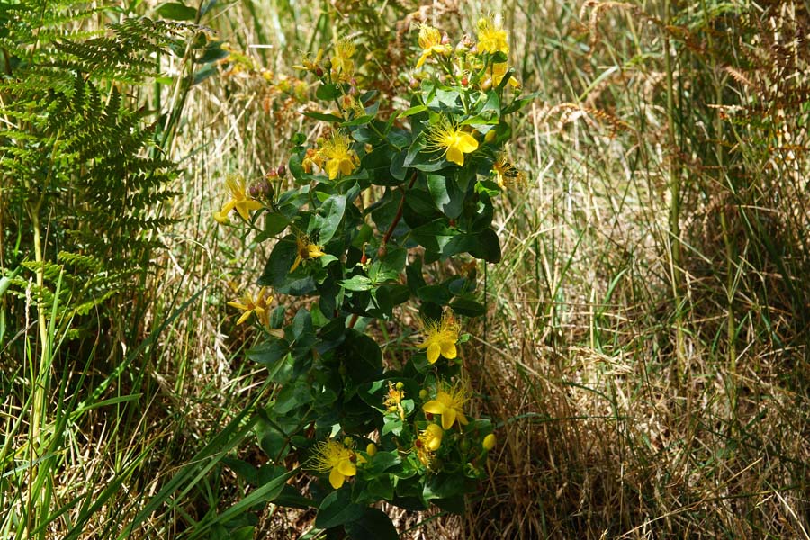 Hypericum hircinum L. subsp. hircinum